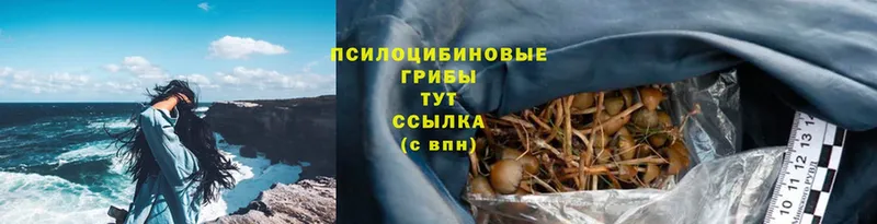 hydra ONION  Балабаново  это какой сайт  Галлюциногенные грибы Psilocybe 